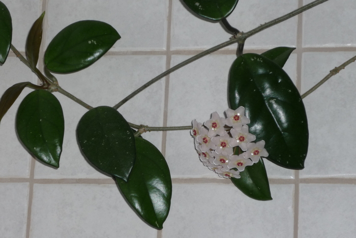 Lacrima Maicii Domnului - Hoya Cerica sau Lacrima Maicii Domnului