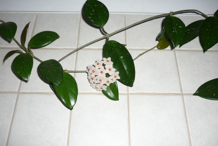 Lacrima Maicii Domnului - Hoya Cerica sau Lacrima Maicii Domnului