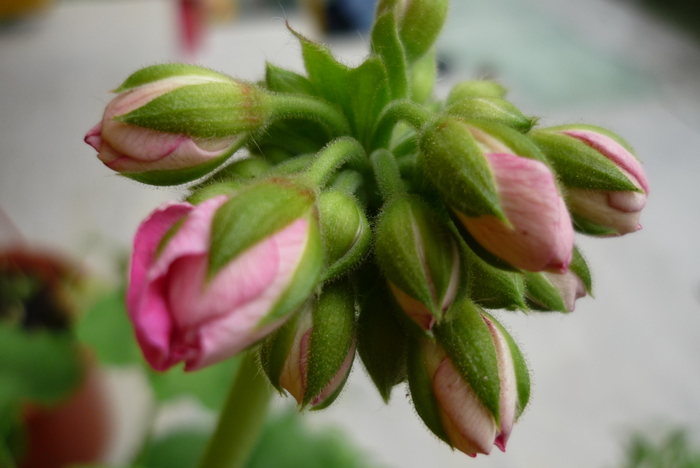muscata zonala roz