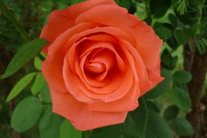 coraiul meu in 27 iunie 2010 coraiul meu in 27 iunie 2010