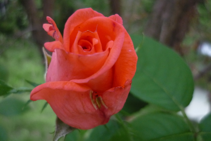 coraiul meu in 27 iunie 2010 coraiul meu in 27 iunie 2010