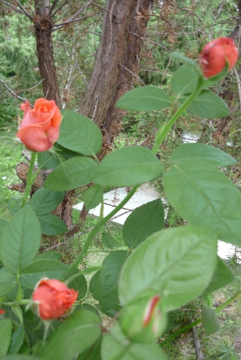 coraiul meu in 27 iunie 2010 coraiul meu in 27 iunie 2010