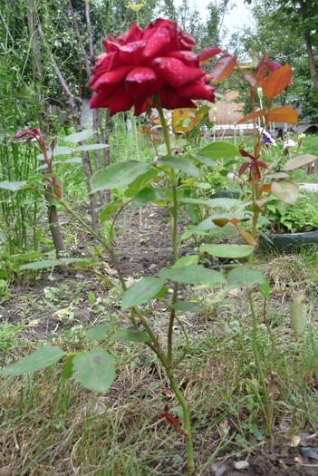 Mr. Lincoln in 27 iunie 2010, pe care din pacate l-am prins tarziu, spre ofilire Mr. Lincoln in 27 iunie 2010, pe care din pacate l-am prins tarziu, spre ofilire