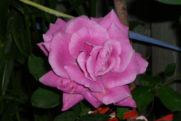 Sterling Silver inflorit la bunica in 27 iunie 2010 Sterling Silver inflorit la bunica in 27 iunie 2010