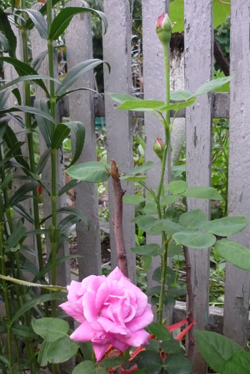 Sterling Silver inflorit la bunica in 27 iunie 2010 Sterling Silver inflorit la bunica in 27 iunie 2010