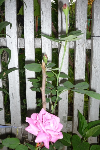 Sterling Silver inflorit la bunica in 27 iunie 2010 - TRANDAFIRII adoratii mei