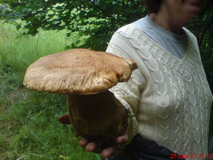 DSC02933 - la ciuperci