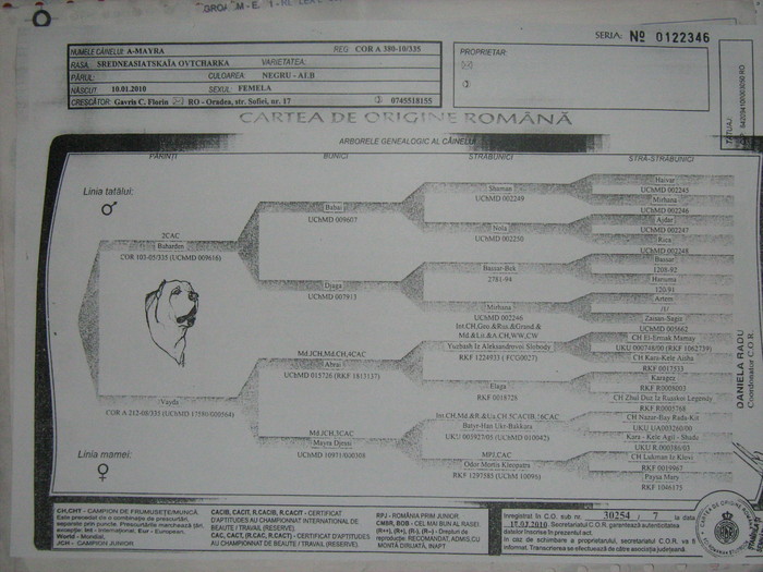 PEDIGREE ADA-BUNIC BABAI - III-CAINI