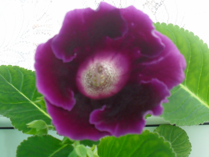 iunie 2010 - GLOXINIA