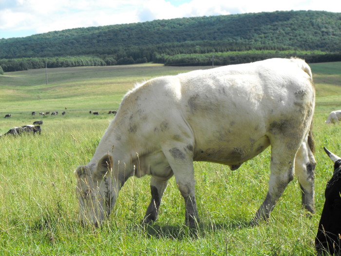 DSCF0012 - Vaci de carne 2010