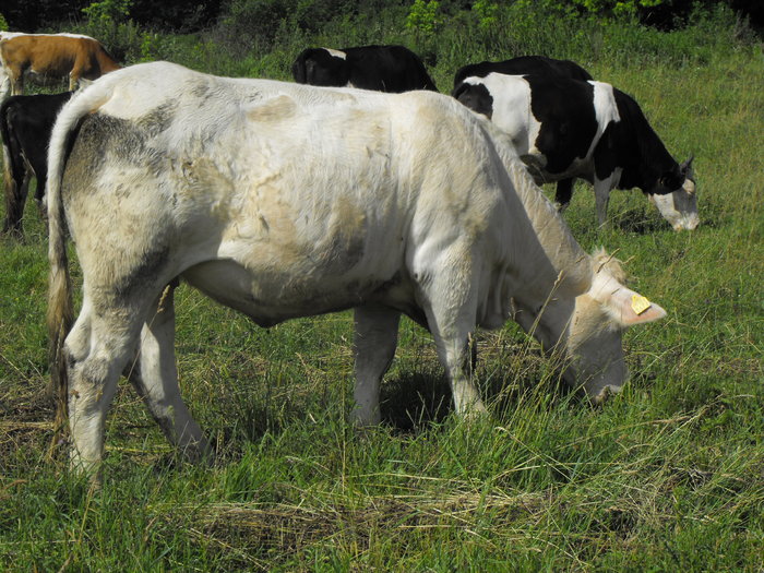 DSCF0013 - Vaci de carne 2010