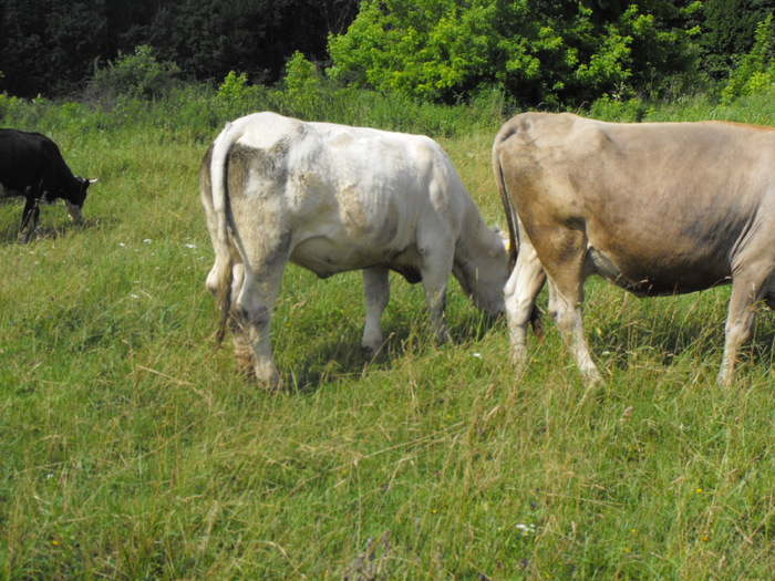 DSCF0015 - Vaci de carne 2010