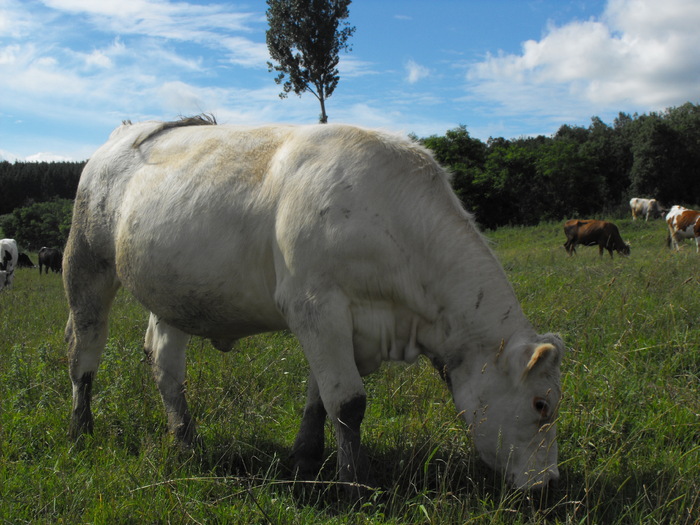 DSCF0017 - Vaci de carne 2010