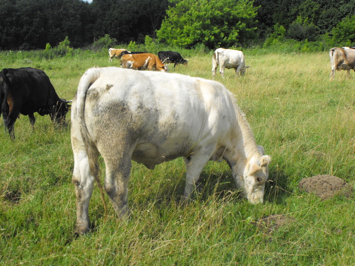 DSCF0019 - Vaci de carne 2010