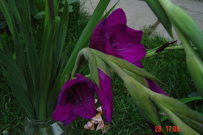 poze noi 481 - GLADIOLE 2010