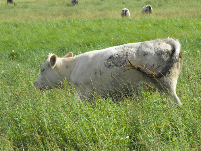 DSCF0024 - Vaci de carne 2010