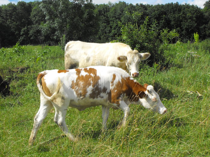 Comparatie rase intre varste apropiate 2 - Vaci de carne 2010