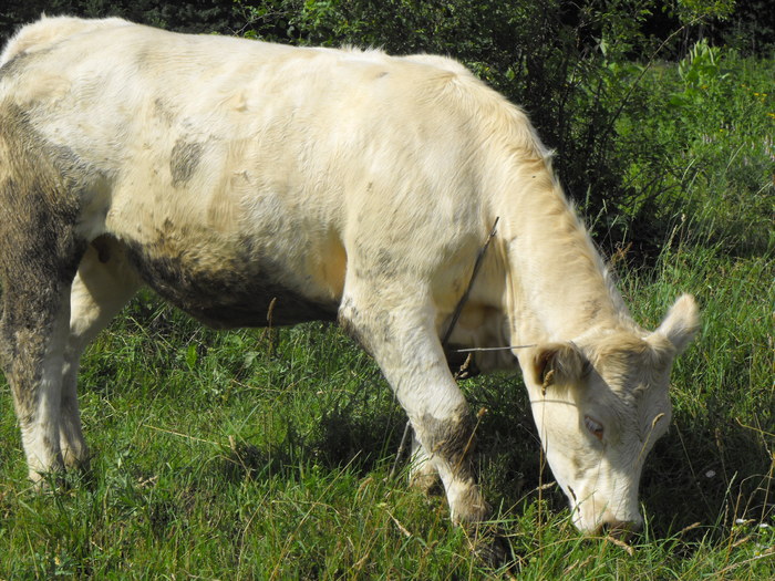 DSCF0028 - Vaci de carne 2010