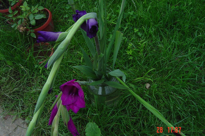 poze noi 483 - GLADIOLE 2010