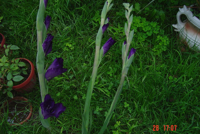 poze noi 484 - GLADIOLE 2010