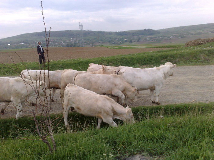 Iesirea la pasunat in Mai - Vaci de carne 2010