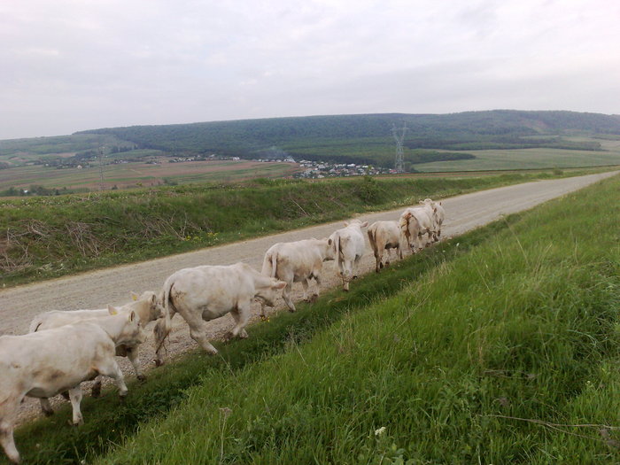 Drumul spre pasune - Vaci de carne 2010