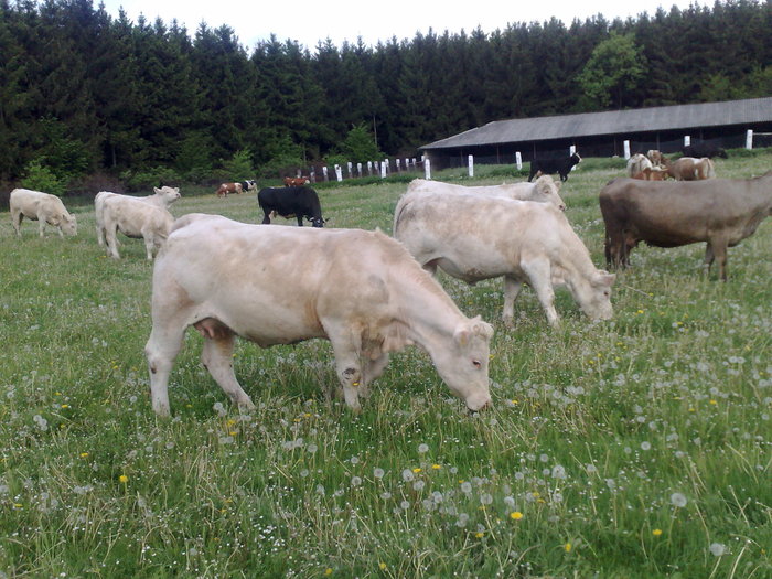 09052010151 - Vaci de carne 2010