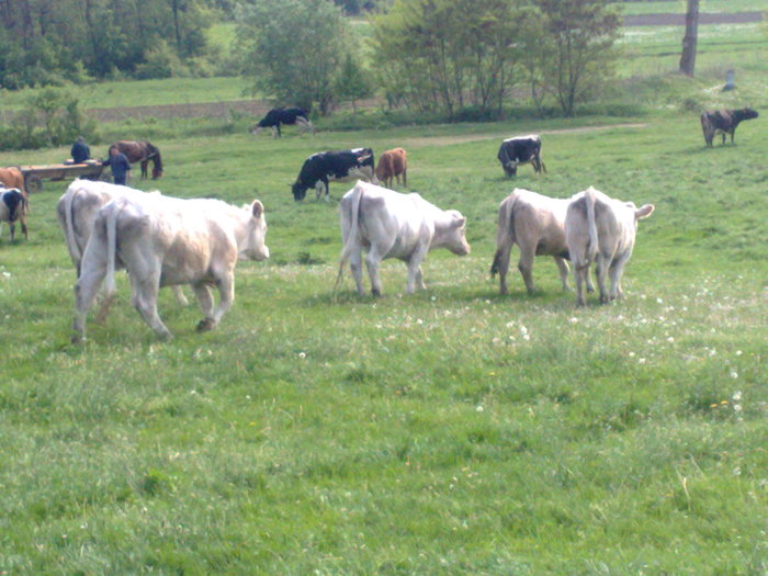 09052010157 - Vaci de carne 2010