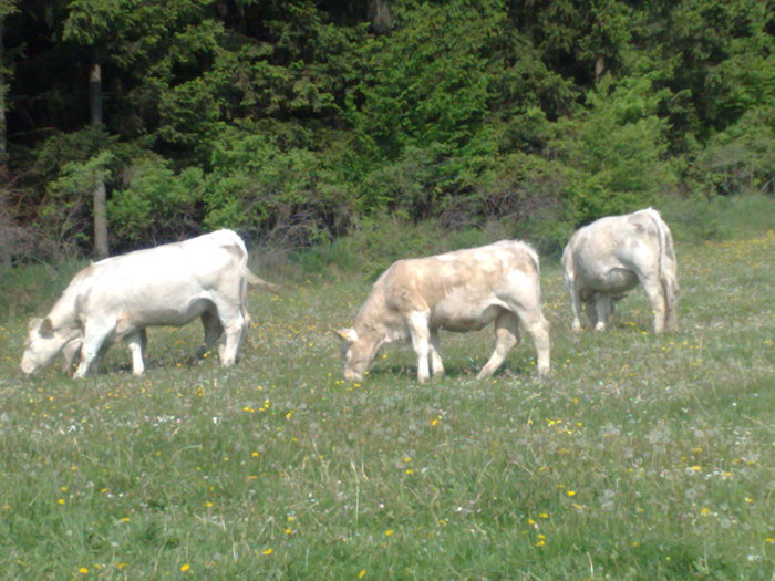 09052010160 - Vaci de carne 2010