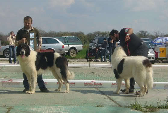  - 1-CACIB SLOBOZIA-10 si 11 aprilie 2010