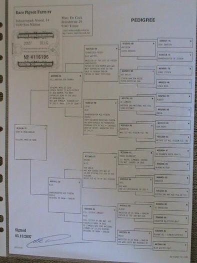 Petre-Petre - PEDIGREE MATCA