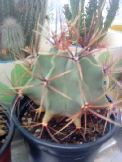 DSC00118 - flori-cactusi-animalele din curte