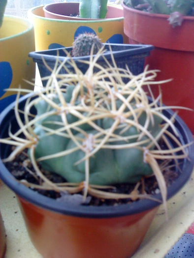 DSC00119 - flori-cactusi-animalele din curte