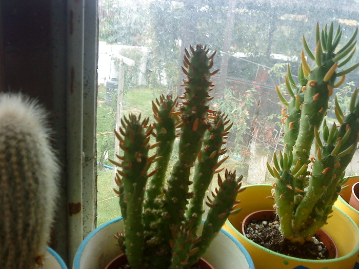 DSC00120 - flori-cactusi-animalele din curte