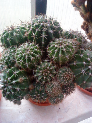DSC00122 - flori-cactusi-animalele din curte