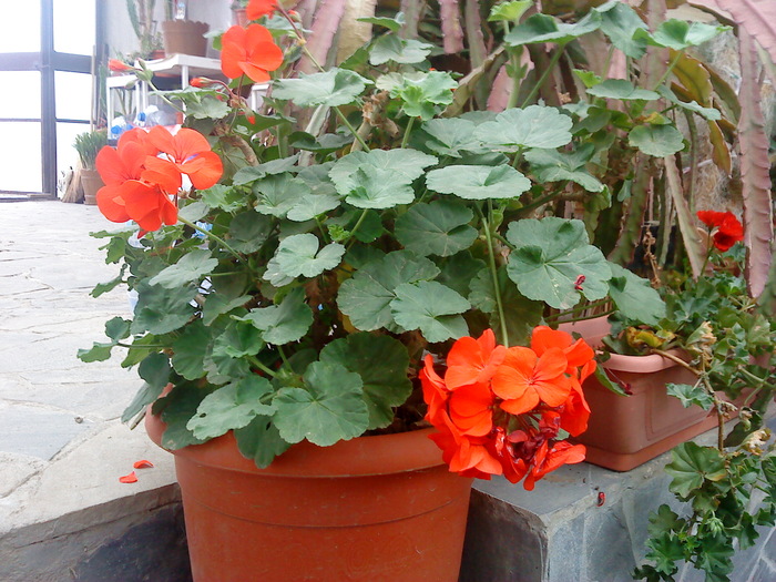 DSC00124 - flori-cactusi-animalele din curte