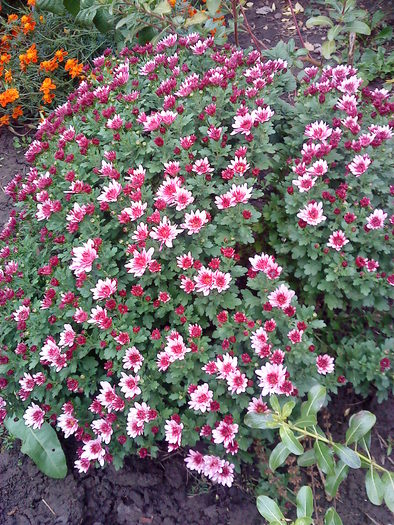 DSC00131 - flori-cactusi-animalele din curte