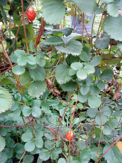 DSC00133 - flori-cactusi-animalele din curte