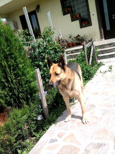 niki4 - flori-cactusi-animalele din curte