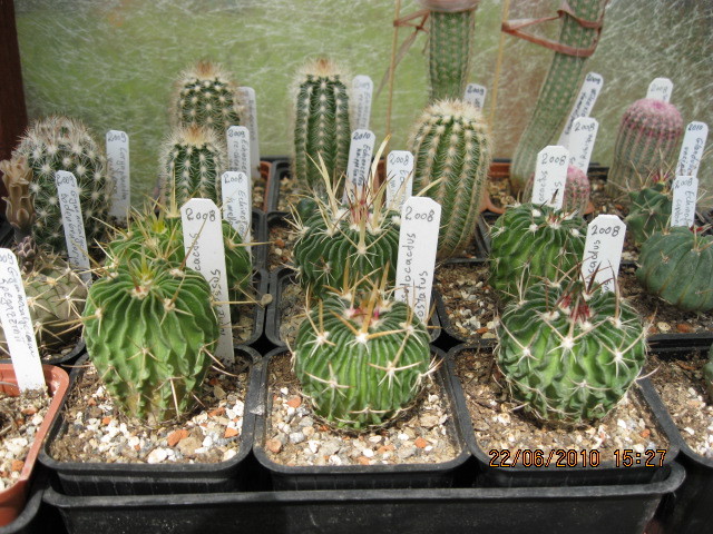 kaktuszok 2010 jun.25 023 - Grup plante 2010