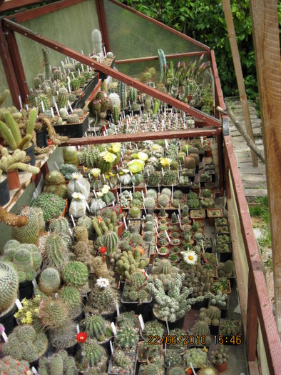 kaktuszok 2010 jun.25 051