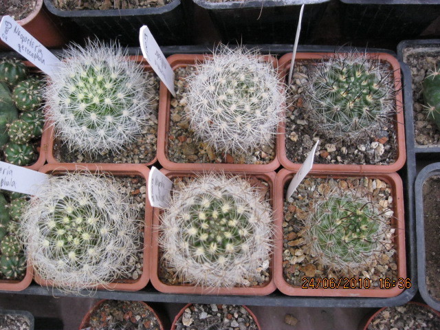 kaktuszok 2010 jun.25 111