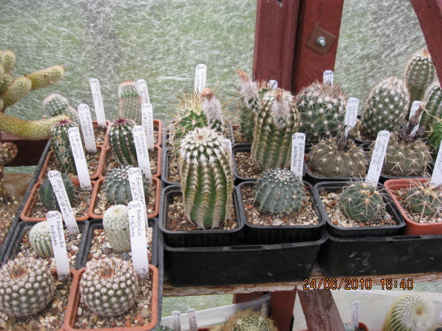 kaktuszok 2010 jun.25 119 - Grup plante 2010