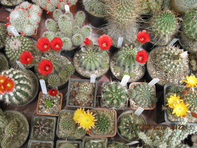 Kaktuszok 2010.iun.27 032