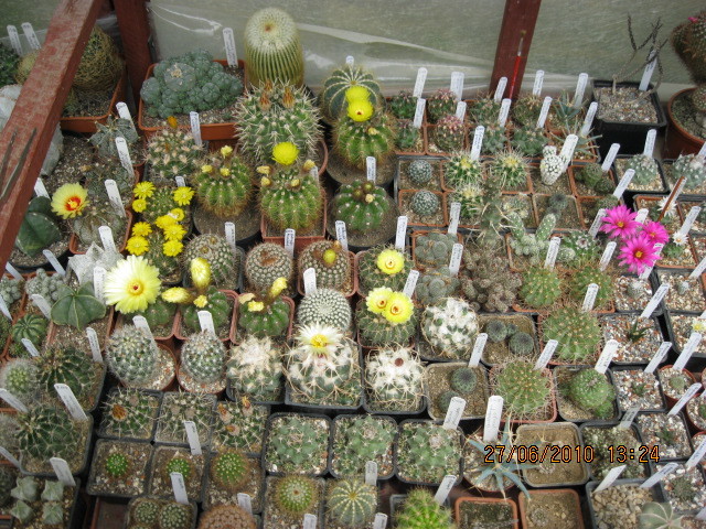 Kaktuszok 2010.iun.27 035 - Grup plante 2010