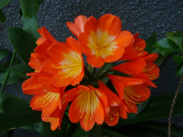 Clivia B L Orange - CLIVIA