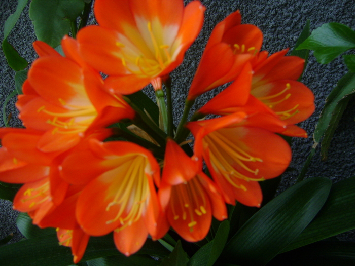 Clivia BL orange - CLIVIA