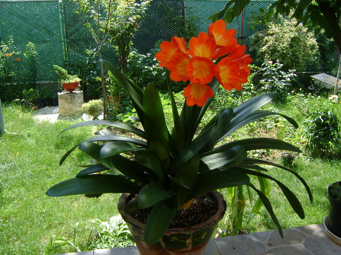 Clivia BL orange