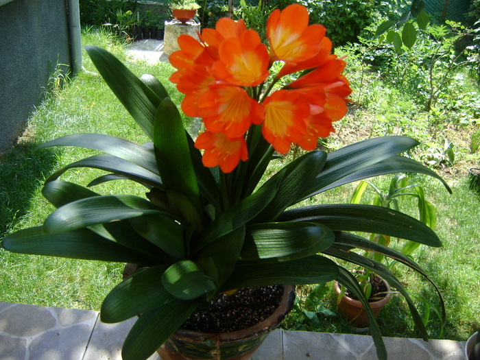 Clivia Orange-BL - CLIVIA