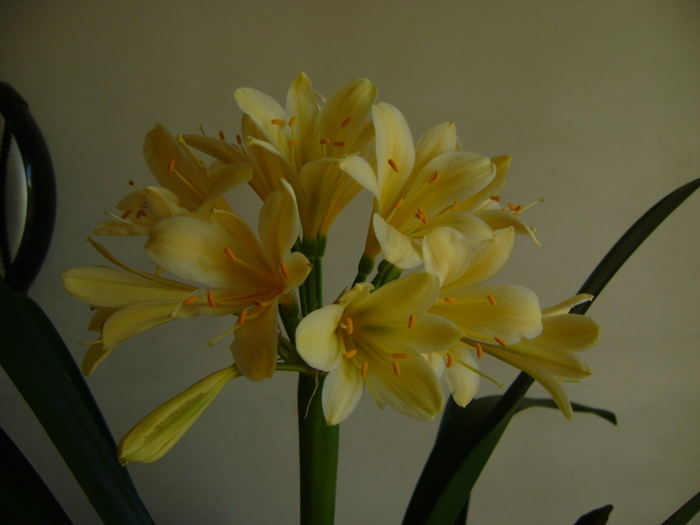 DSC06775 - CLIVIA